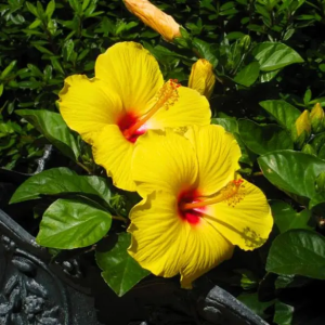 Yellow hibiscus dwarf yellow live plant | gudhal peele rang ka paudha |
